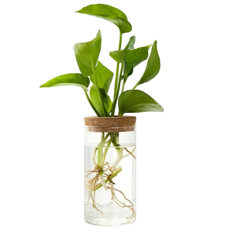 Clear Cylinder Hydroponic Vase