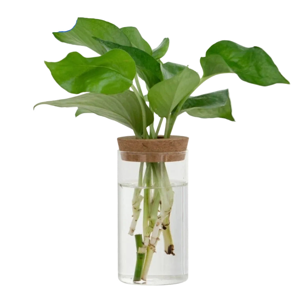 ClearNest Root View Hydroponic Vase