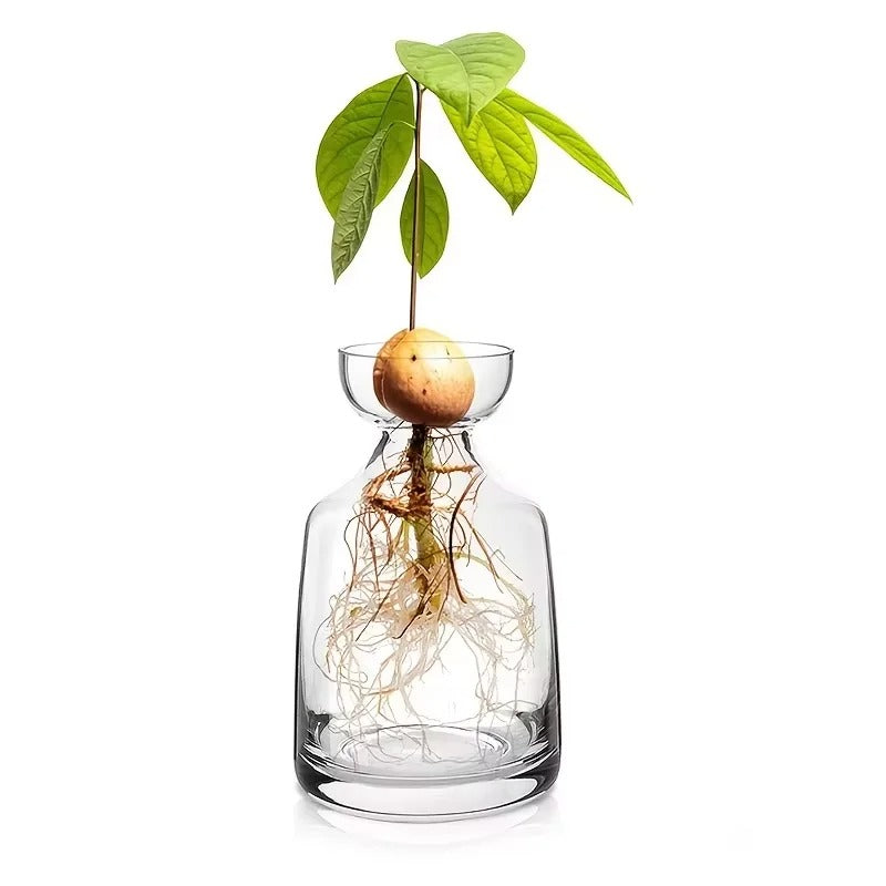 Avocado Rooting Vase