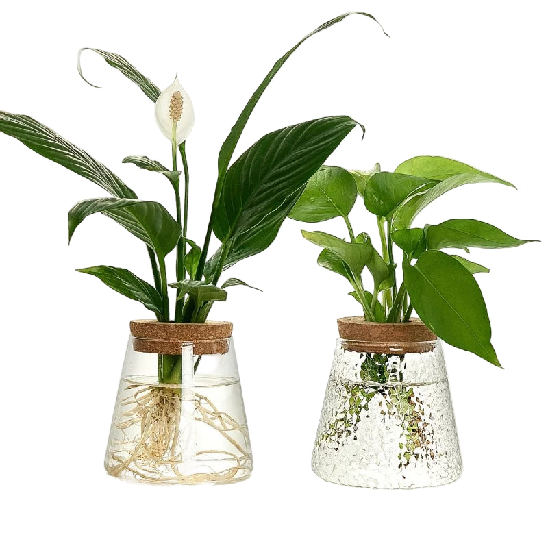 Set Mosslight Flare Hydroponic Vase