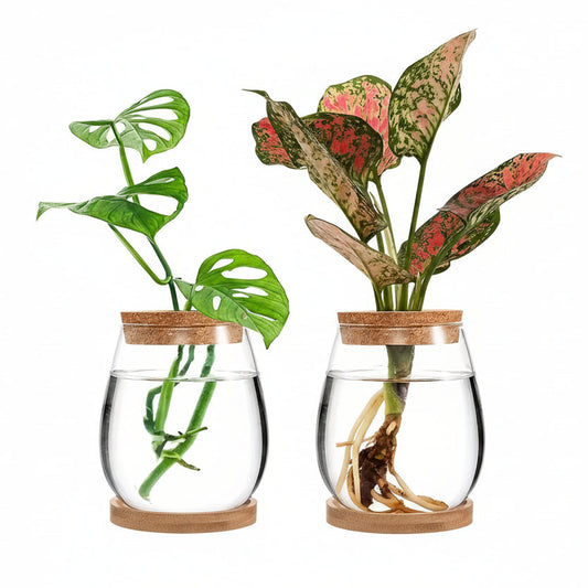 HaloRoot Glass Hydroponic Vase