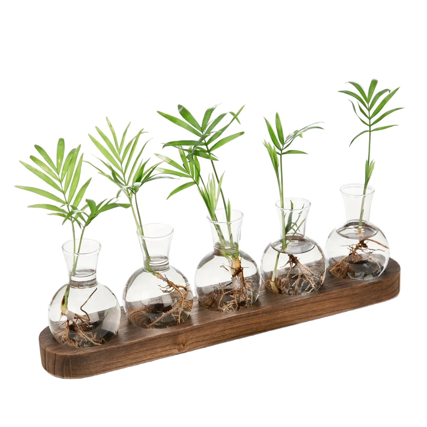 RowRoot Five-Globe Hydroponic Vase